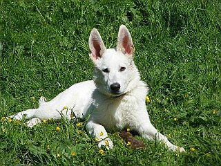 Welpe - Weißer Schäferhund