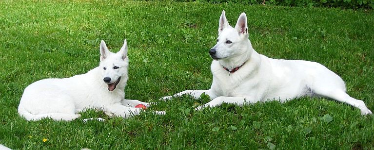 Großmutter und Enkeltochter Weißer Schäferhund