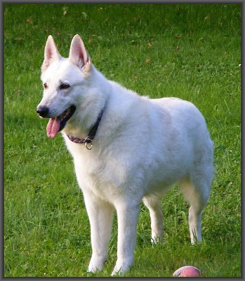 Weißer Schäferhund - Hündin Stockhaar - kurzes Haar