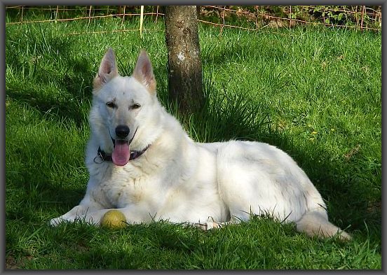 Weißer Schweizer Schäferhund - Hope mit Ball