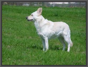 Weißer Schäferhund Deutschland