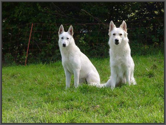Weiße Schaeferhunde 