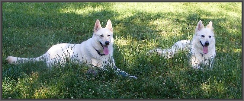Weiße Schäferhunde - Mutter und Tochter
