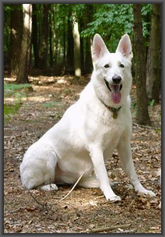 Weißer Schäferhund Stockhaar