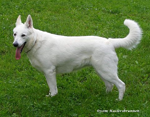 Weißer Schäferhund - Weisser Schweizer Schäferhund - Berger Blanc Suisse