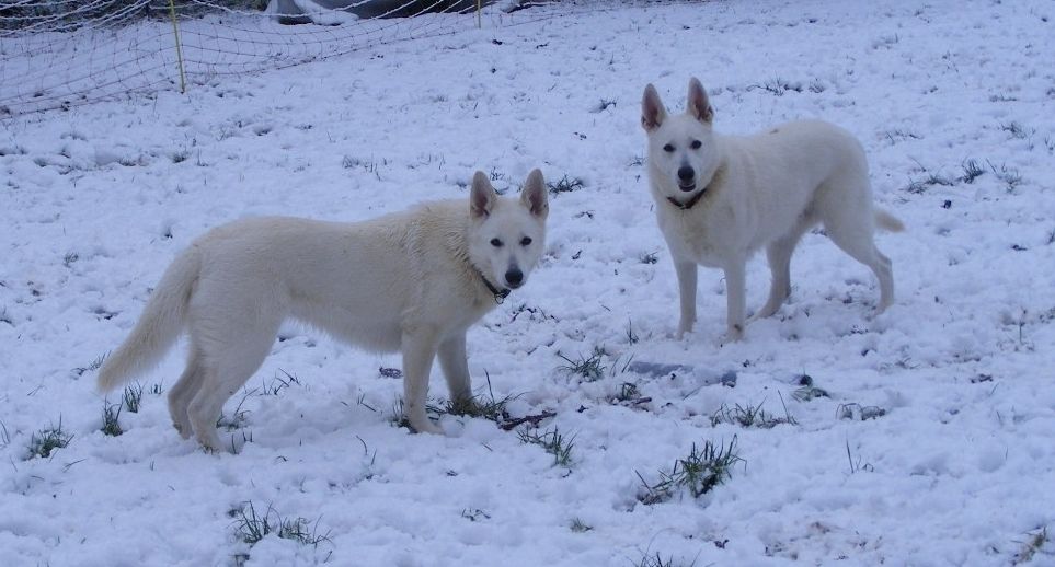 Weiße Schäferhunde Mutter und Tochter