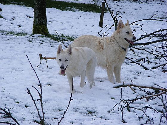 Weiße Schäferhunde im Schnee Sue und Maggie