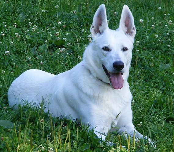 Zuchthündin Weißer Schäferhund