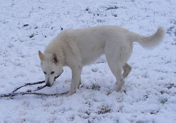 Weisser Schäferhund Maggie im Schnee
