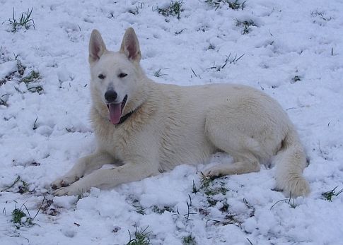 Weißer Schäferhund Maggie