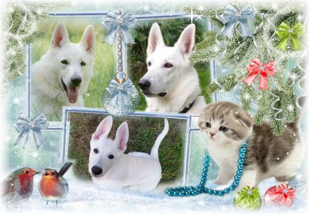 Weiße Schäferhunde Familienfoto