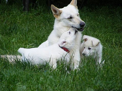  Weiße Schäferhunde Preise Welpen Kosten Weißer Schäferhund