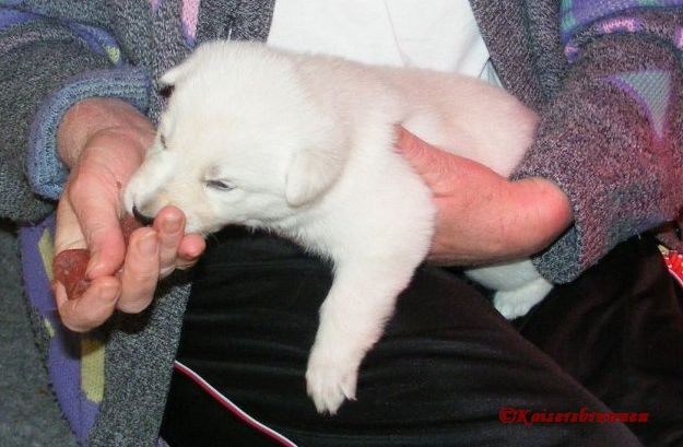 Preis Weisser Schaeferhund und Kosten Weiße Schäferhunde Anschaffung Weißer Schäferhund