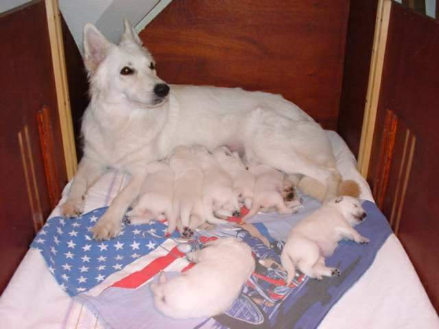 Weisse Schäferhunde Welpen mit Mutter