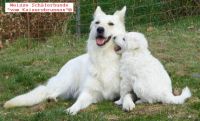 Weisse Schäferhunde Welpen Prägung beim Züchter