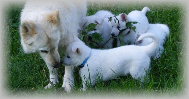 Welpen Weiße Schäferhunde - Prägung Weißer Schäferhund