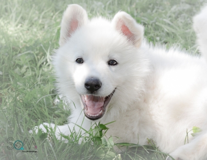 Wurfplanung Weißer Schäferhund - Weiße Schäferhunde Welpen - Weißer Schäferhund