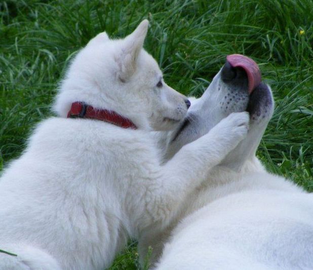 Weißer Schäferhund - Wurfwiederholungen