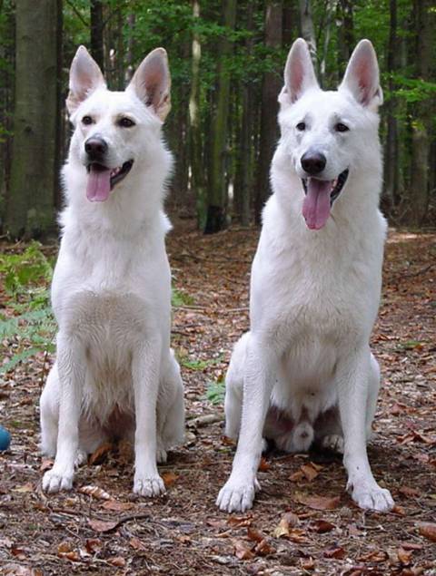 Zuchtpaar Weiße Schäferhunde Cessy und Assi 