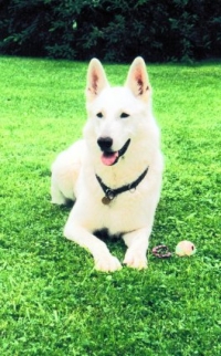 Weißer Schäferhund Aiko
