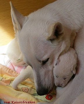 kosten Preis Weißer Schäferhund - Welpen Anschaffungs-kosten Weiße Schäferhunde