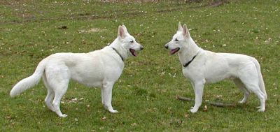 Weiße Schäferhunde Rasseportrait Wesen und Charakter Weisser Schäferhund