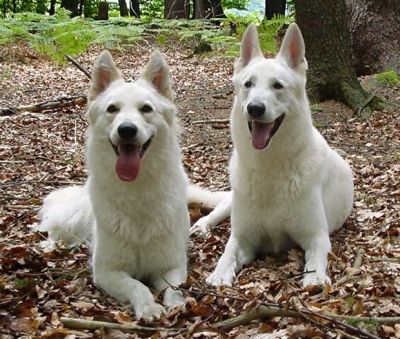 Weisse Schäferhunde Zuchtpaar