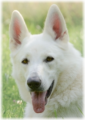 Weißer Schweizer Schäferhund - Maggie