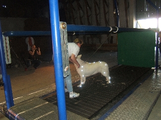 Weisse Schaeferhunde Studie Bewegungsablauf des Hundes