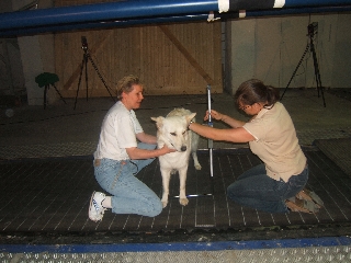 Vermessen Weißer Schäferhund