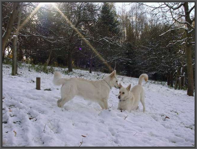 Weißer Schweizer Schäferhund und Berger Blanc Suisse im Schnee