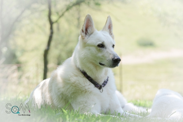 Wurfwiederholungen Weißer Schäferhunde