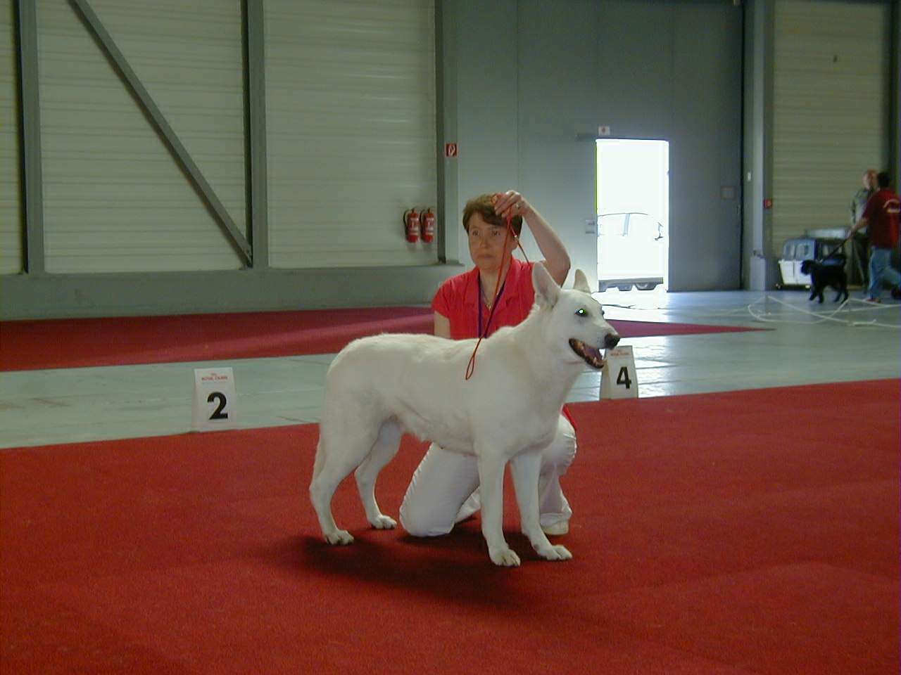 Berger Blanc Suisse Ausstellung Weiße Schäferhunde