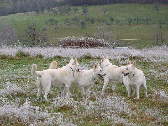 Beschäftigung Weißer Schäferhunde und Auslauf Weisse Schäferhunde