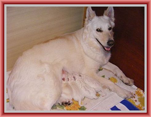 Weißer Schweizer Schäferhund Sue mit Welpen
