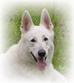 Weißer Schäferhund Assi