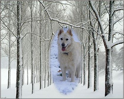 Weißer Schäferhunde und Weiße Schweizer Schäferhunde  Auslauf und Beschäftigung
