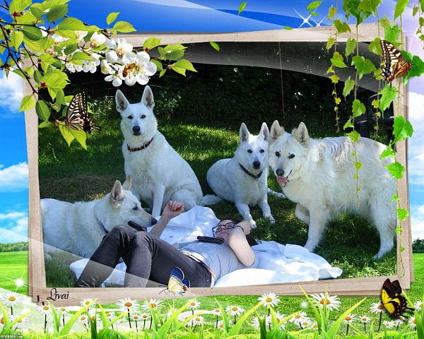 Weiße Schäferhunde & Weiße Schweizer Schäferhunde mit Jowita