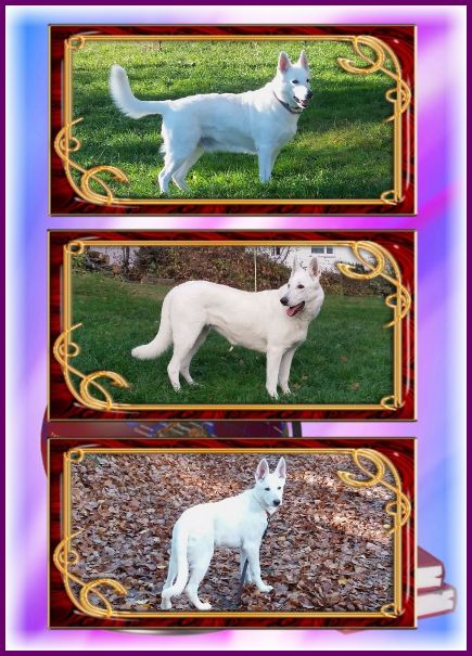 Unsere Weiße Schäferhunde - Maggie - Emma - Ava