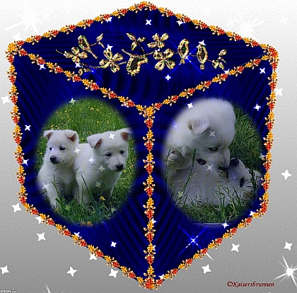 Weiße Schäeferhunde