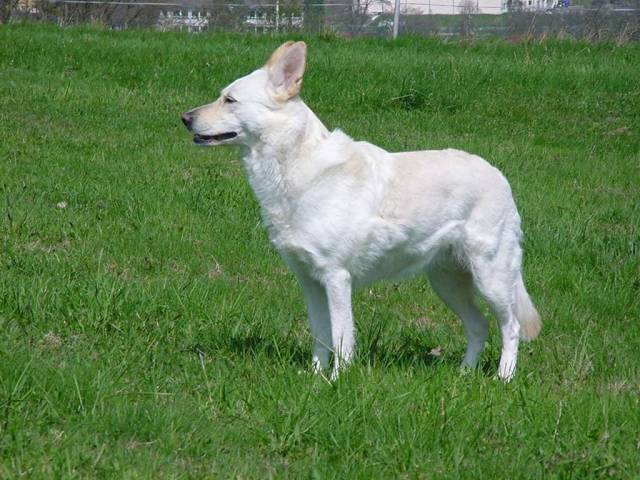 Weißer Schäferhund Cessy