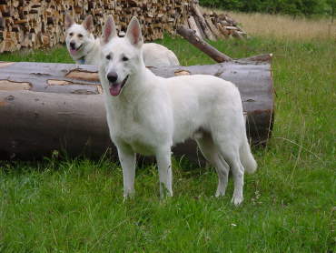 Weisse Schäferhunde