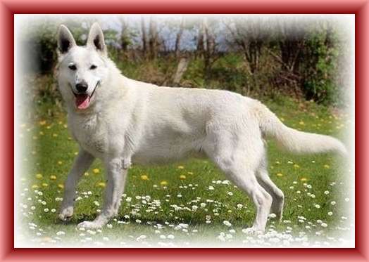 Weißer Schäferhund Deckrüde – Stockhaar