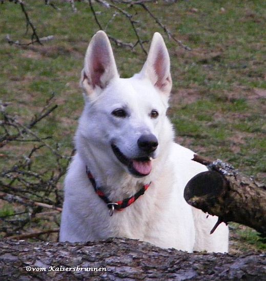 Weißer Schäferhund - Zuchthündin