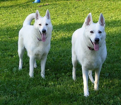 Mutter und Tochter Weiße Schäferhunde