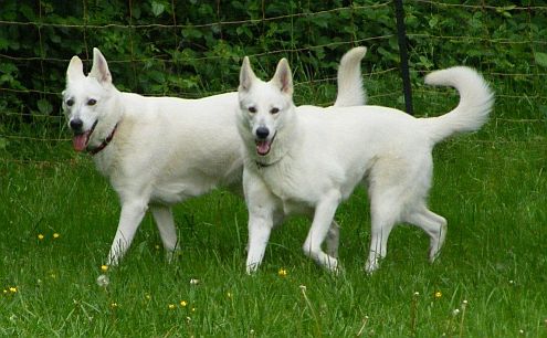 Weisse Schäferhunde & Weiße Schweizer Schäferhunde