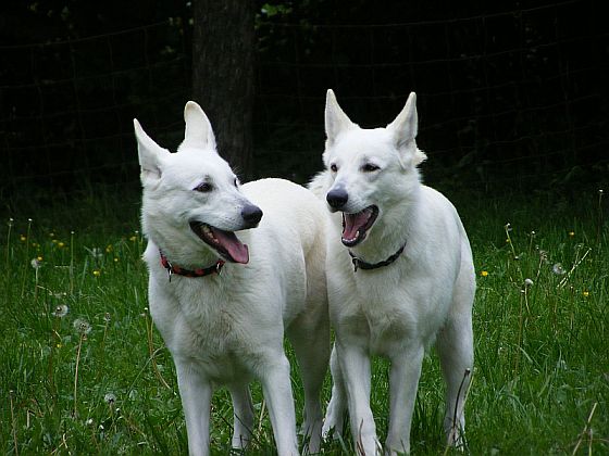 Weisse Schäferhunde - Weiße Schäferhunde vom Kaisersbrunnen
