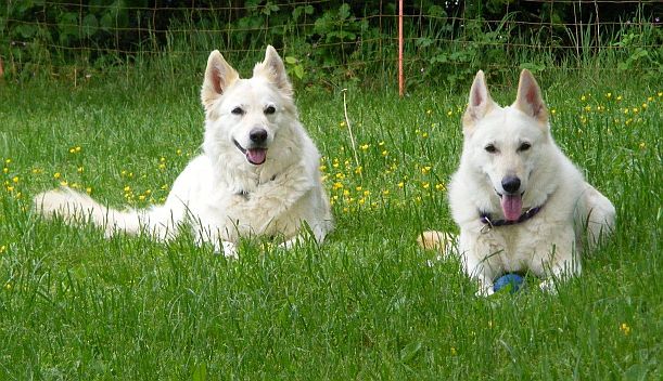 Weiße Schäferhunde - weisse Schaeferhunde Sue und Hope