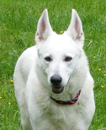 Weisser Schäferhund - Weißer Schaeferhund