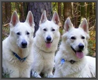 Weiße Schäferhunde Familie